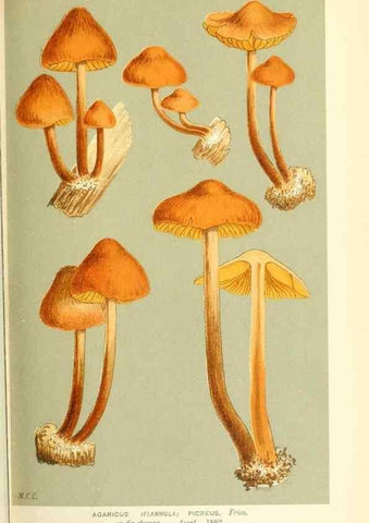 Reproducción/Reproduction 9016346934: Illustrations of British Fungi (Hymenomycetes), to serve as an atlas to the ""Handbook of British Fungi"".. LondonWilliams and Norgate1881-91