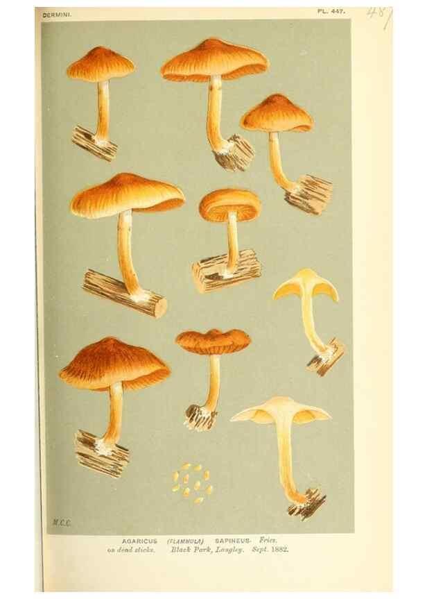 Reproducción/Reproduction 9015154131: Illustrations of British Fungi (Hymenomycetes), to serve as an atlas to the ""Handbook of British Fungi"".. LondonWilliams and Norgate1881-91
