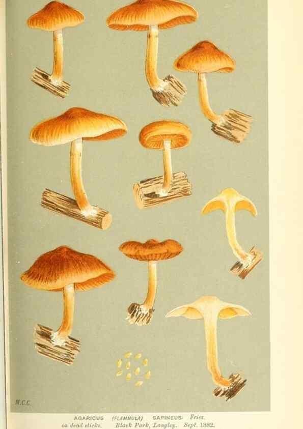 Reproducción/Reproduction 9015154131: Illustrations of British Fungi (Hymenomycetes), to serve as an atlas to the ""Handbook of British Fungi"".. LondonWilliams and Norgate1881-91