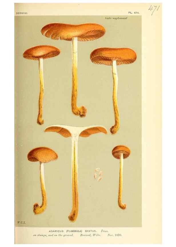 Reproducción/Reproduction 9016326340: Illustrations of British Fungi (Hymenomycetes), to serve as an atlas to the ""Handbook of British Fungi"".. LondonWilliams and Norgate1881-91