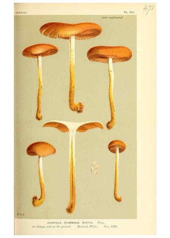 Reproducción/Reproduction 9016326340: Illustrations of British Fungi (Hymenomycetes), to serve as an atlas to the ""Handbook of British Fungi"".. LondonWilliams and Norgate1881-91