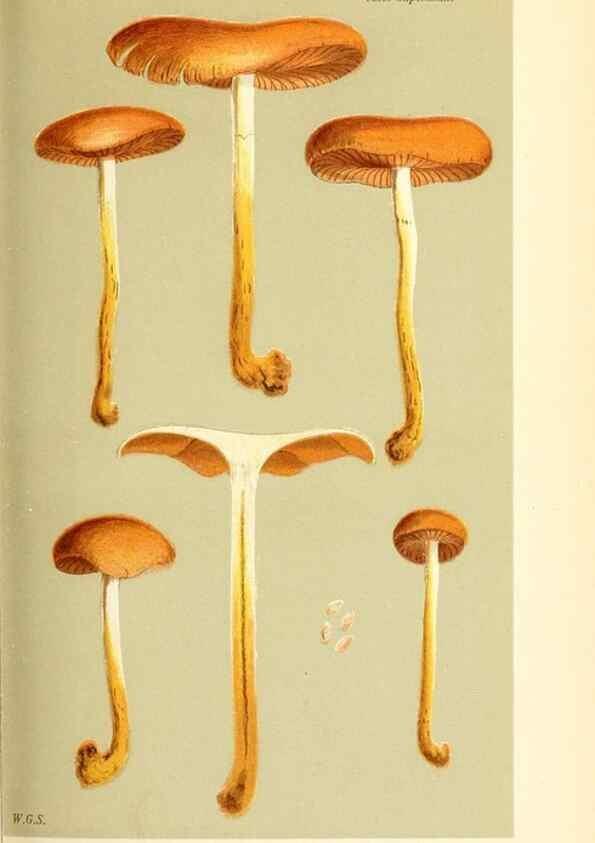 Reproducción/Reproduction 9016326340: Illustrations of British Fungi (Hymenomycetes), to serve as an atlas to the ""Handbook of British Fungi"".. LondonWilliams and Norgate1881-91