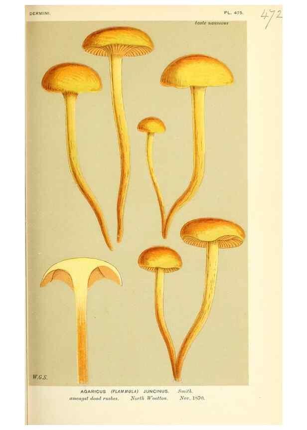 Reproducción/Reproduction 9016327574: Illustrations of British Fungi (Hymenomycetes), to serve as an atlas to the ""Handbook of British Fungi"".. LondonWilliams and Norgate1881-91