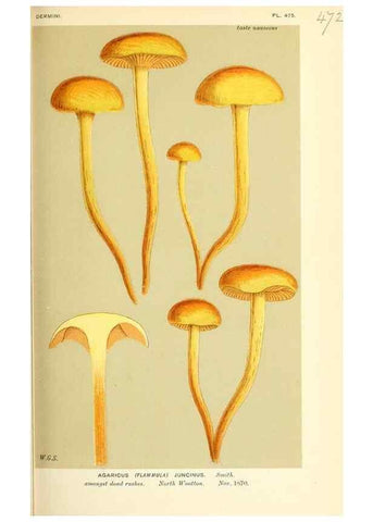 Reproducción/Reproduction 9016327574: Illustrations of British Fungi (Hymenomycetes), to serve as an atlas to the ""Handbook of British Fungi"".. LondonWilliams and Norgate1881-91