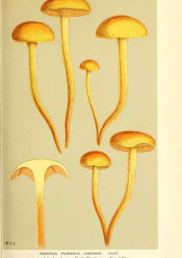 Reproducción/Reproduction 9016327574: Illustrations of British Fungi (Hymenomycetes), to serve as an atlas to the ""Handbook of British Fungi"".. LondonWilliams and Norgate1881-91