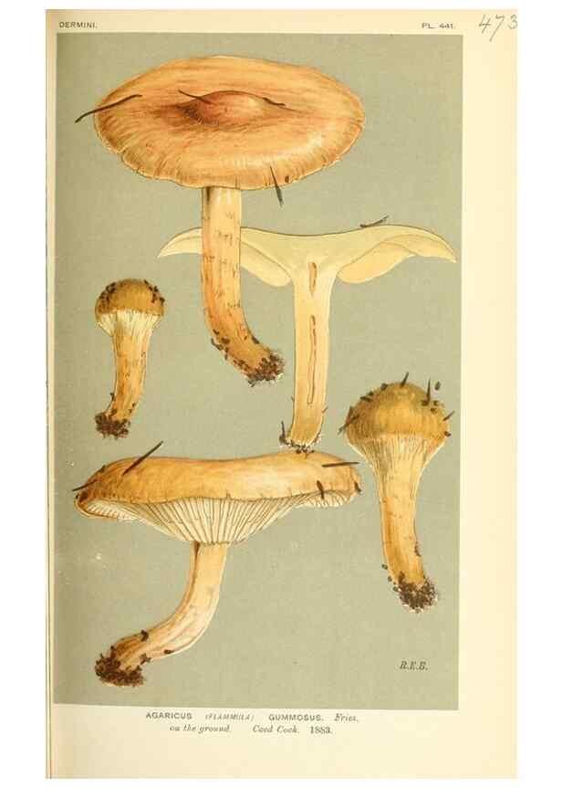 Reproducción/Reproduction 9016328962: Illustrations of British Fungi (Hymenomycetes), to serve as an atlas to the ""Handbook of British Fungi"".. LondonWilliams and Norgate1881-91