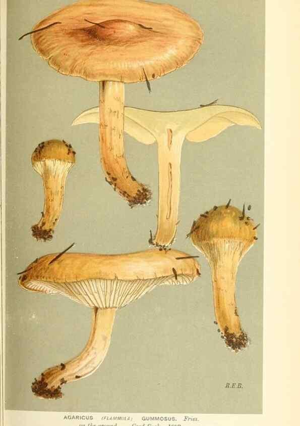 Reproducción/Reproduction 9016328962: Illustrations of British Fungi (Hymenomycetes), to serve as an atlas to the ""Handbook of British Fungi"".. LondonWilliams and Norgate1881-91