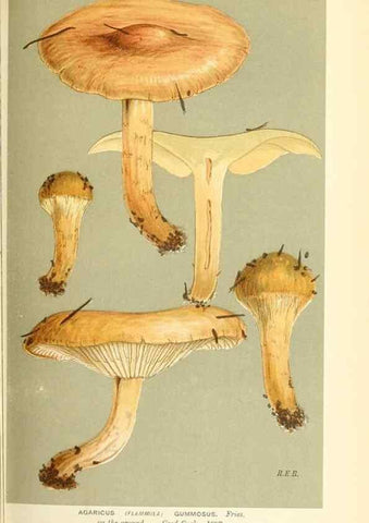 Reproducción/Reproduction 9016328962: Illustrations of British Fungi (Hymenomycetes), to serve as an atlas to the ""Handbook of British Fungi"".. LondonWilliams and Norgate1881-91