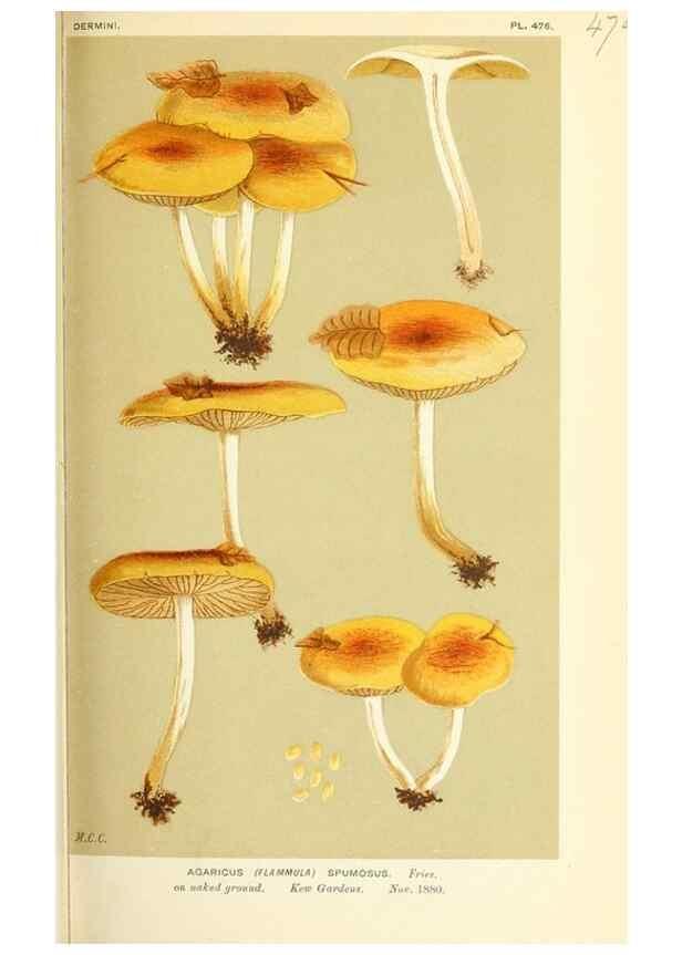 Reproducción/Reproduction 9016330138: Illustrations of British Fungi (Hymenomycetes), to serve as an atlas to the ""Handbook of British Fungi"".. LondonWilliams and Norgate1881-91