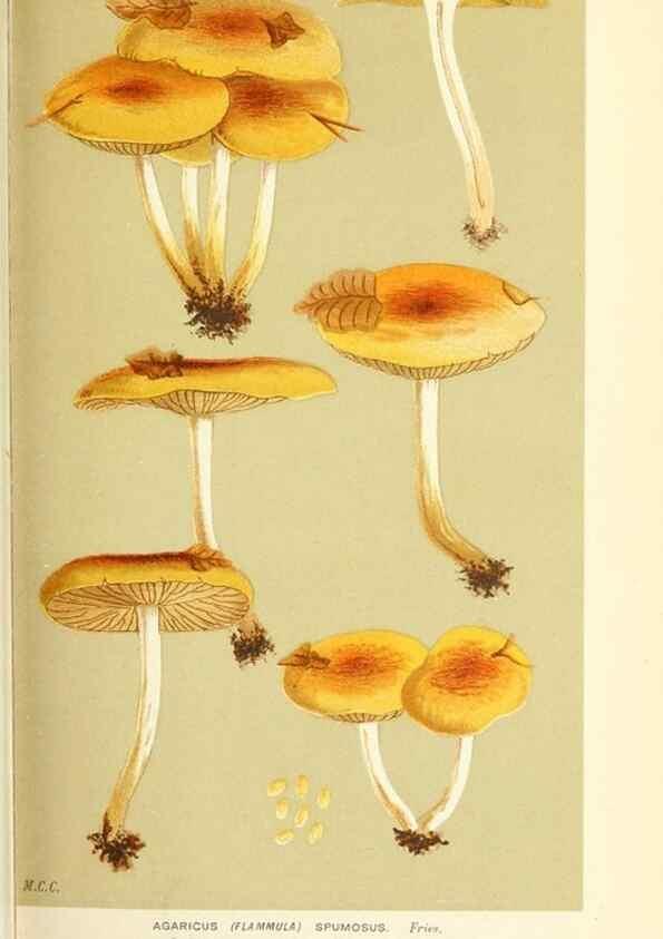 Reproducción/Reproduction 9016330138: Illustrations of British Fungi (Hymenomycetes), to serve as an atlas to the ""Handbook of British Fungi"".. LondonWilliams and Norgate1881-91