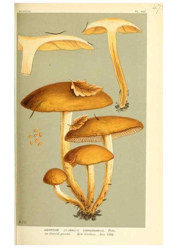 Reproducción/Reproduction 9016331696: Illustrations of British Fungi (Hymenomycetes), to serve as an atlas to the ""Handbook of British Fungi"".. LondonWilliams and Norgate1881-91