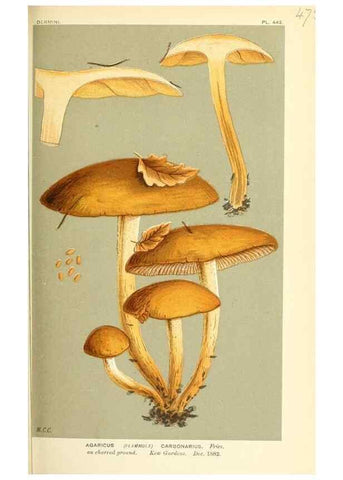 Reproducción/Reproduction 9016331696: Illustrations of British Fungi (Hymenomycetes), to serve as an atlas to the ""Handbook of British Fungi"".. LondonWilliams and Norgate1881-91