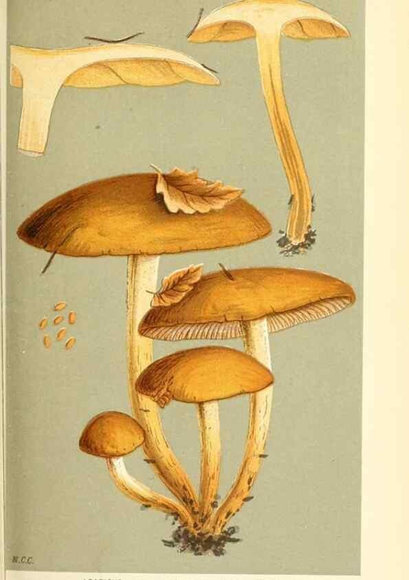Reproducción/Reproduction 9016331696: Illustrations of British Fungi (Hymenomycetes), to serve as an atlas to the ""Handbook of British Fungi"".. LondonWilliams and Norgate1881-91