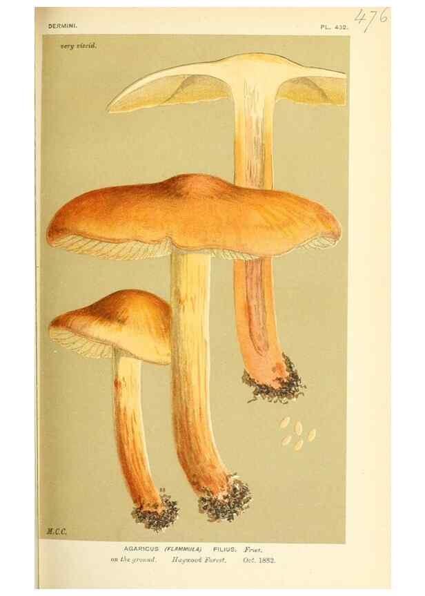 Reproducción/Reproduction 9016333030: Illustrations of British Fungi (Hymenomycetes), to serve as an atlas to the ""Handbook of British Fungi"".. LondonWilliams and Norgate1881-91