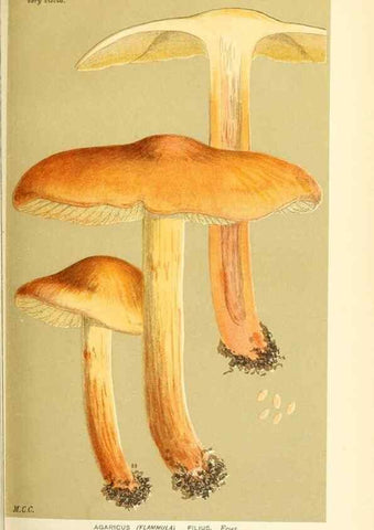 Reproducción/Reproduction 9016333030: Illustrations of British Fungi (Hymenomycetes), to serve as an atlas to the ""Handbook of British Fungi"".. LondonWilliams and Norgate1881-91