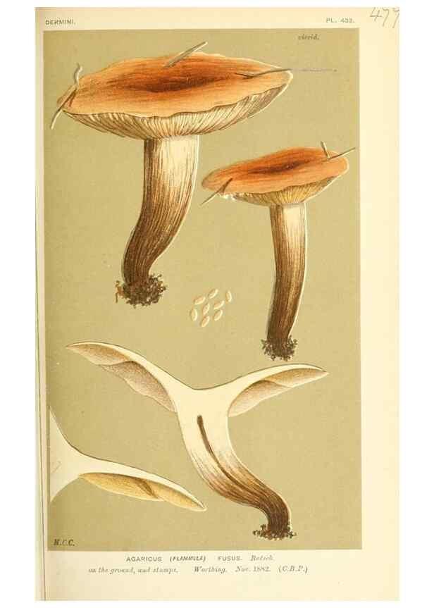 Reproducción/Reproduction 9015142791: Illustrations of British Fungi (Hymenomycetes), to serve as an atlas to the ""Handbook of British Fungi"".. LondonWilliams and Norgate1881-91