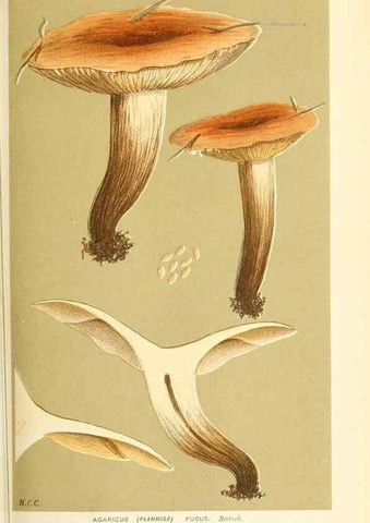 Reproducción/Reproduction 9015142791: Illustrations of British Fungi (Hymenomycetes), to serve as an atlas to the ""Handbook of British Fungi"".. LondonWilliams and Norgate1881-91