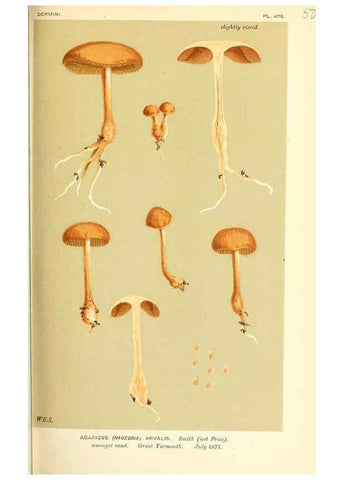 Reproducción/Reproduction 9015195129: Illustrations of British Fungi (Hymenomycetes), to serve as an atlas to the ""Handbook of British Fungi"".. LondonWilliams and Norgate1881-91