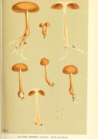 Reproducción/Reproduction 9015195129: Illustrations of British Fungi (Hymenomycetes), to serve as an atlas to the ""Handbook of British Fungi"".. LondonWilliams and Norgate1881-91