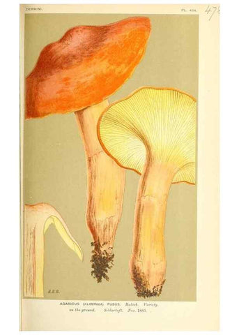 Reproducción/Reproduction 9015143971: Illustrations of British Fungi (Hymenomycetes), to serve as an atlas to the ""Handbook of British Fungi"".. LondonWilliams and Norgate1881-91