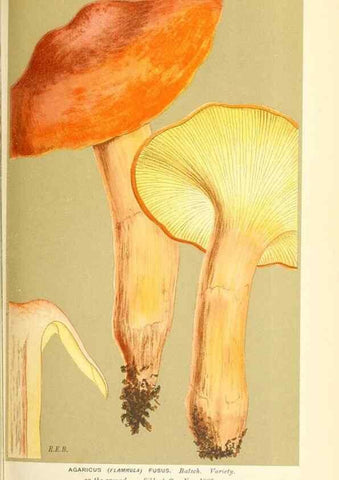 Reproducción/Reproduction 9015143971: Illustrations of British Fungi (Hymenomycetes), to serve as an atlas to the ""Handbook of British Fungi"".. LondonWilliams and Norgate1881-91