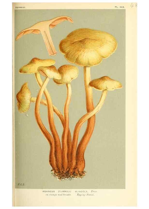 Reproducción/Reproduction 9016338306: Illustrations of British Fungi (Hymenomycetes), to serve as an atlas to the ""Handbook of British Fungi"".. LondonWilliams and Norgate1881-91