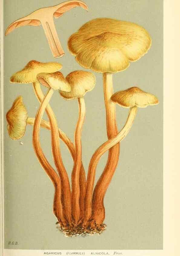 Reproducción/Reproduction 9016338306: Illustrations of British Fungi (Hymenomycetes), to serve as an atlas to the ""Handbook of British Fungi"".. LondonWilliams and Norgate1881-91