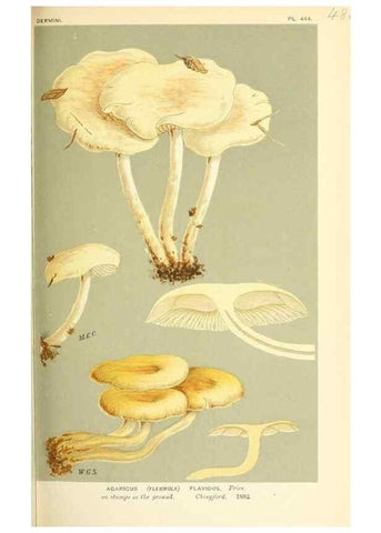 Reproducción/Reproduction 9015147589: Illustrations of British Fungi (Hymenomycetes), to serve as an atlas to the ""Handbook of British Fungi"".. LondonWilliams and Norgate1881-91