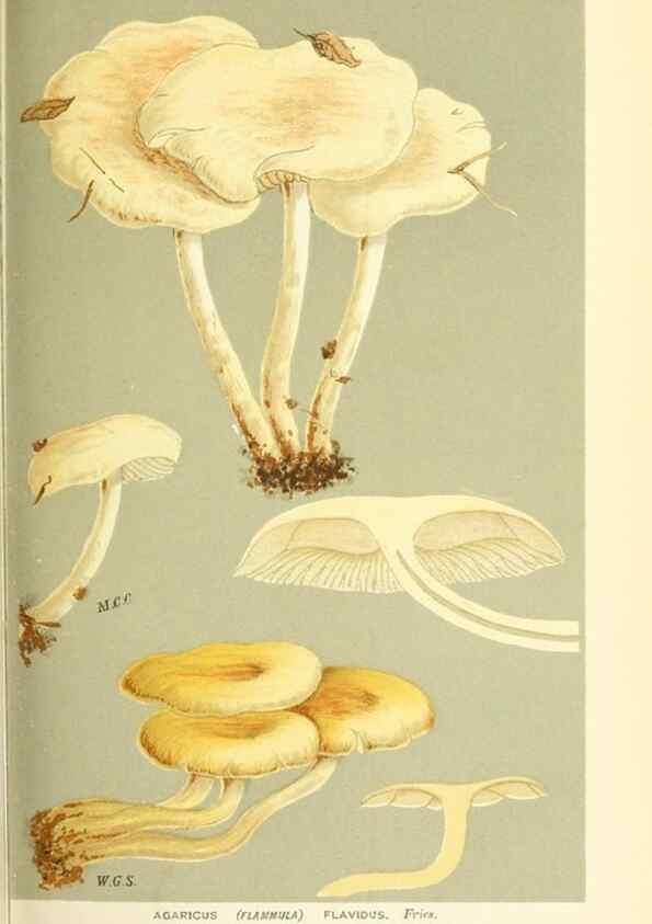 Reproducción/Reproduction 9015147589: Illustrations of British Fungi (Hymenomycetes), to serve as an atlas to the ""Handbook of British Fungi"".. LondonWilliams and Norgate1881-91