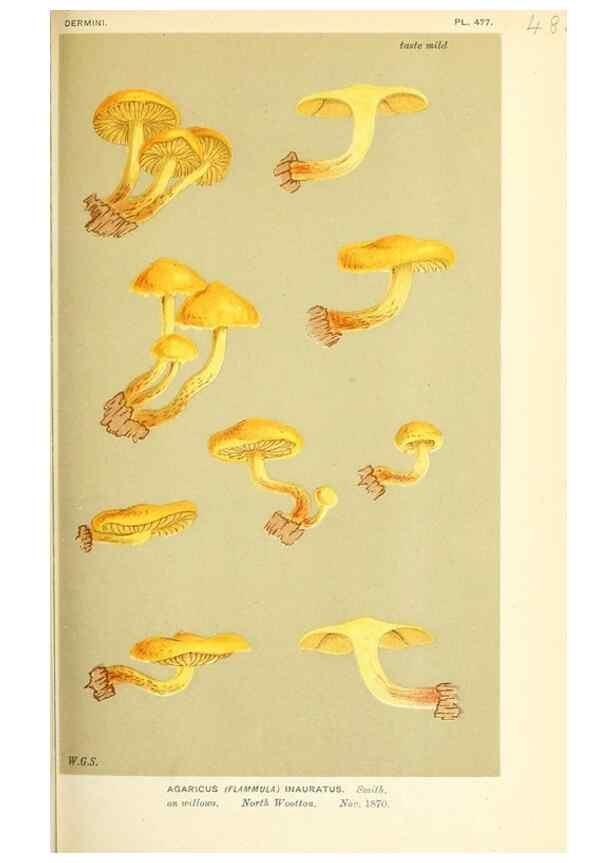 Reproducción/Reproduction 9015148589: Illustrations of British Fungi (Hymenomycetes), to serve as an atlas to the ""Handbook of British Fungi"".. LondonWilliams and Norgate1881-91