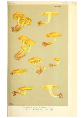 Reproducción/Reproduction 9015148589: Illustrations of British Fungi (Hymenomycetes), to serve as an atlas to the ""Handbook of British Fungi"".. LondonWilliams and Norgate1881-91