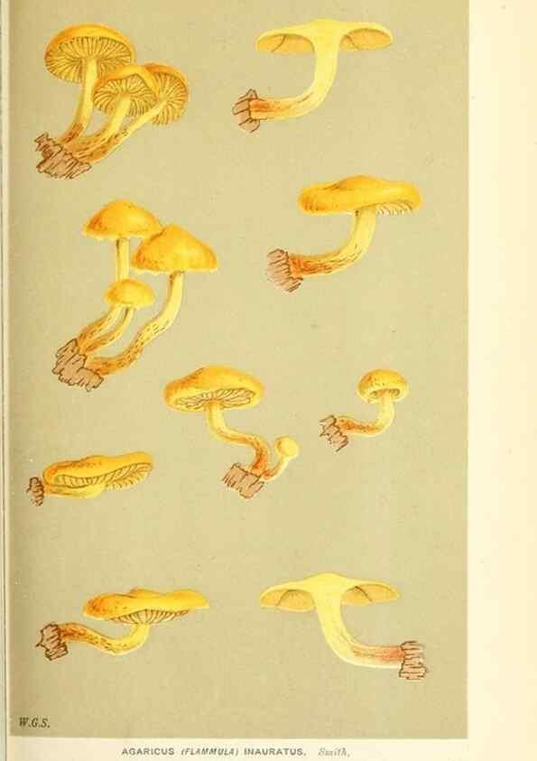 Reproducción/Reproduction 9015148589: Illustrations of British Fungi (Hymenomycetes), to serve as an atlas to the ""Handbook of British Fungi"".. LondonWilliams and Norgate1881-91
