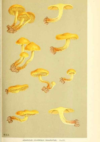 Reproducción/Reproduction 9015148589: Illustrations of British Fungi (Hymenomycetes), to serve as an atlas to the ""Handbook of British Fungi"".. LondonWilliams and Norgate1881-91