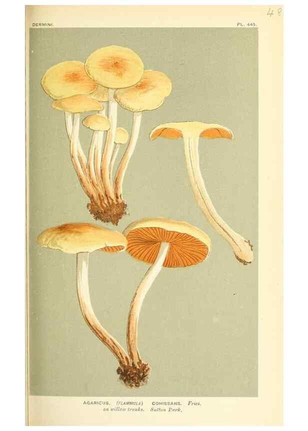Reproducción/Reproduction 9016341260: Illustrations of British Fungi (Hymenomycetes), to serve as an atlas to the ""Handbook of British Fungi"".. LondonWilliams and Norgate1881-91