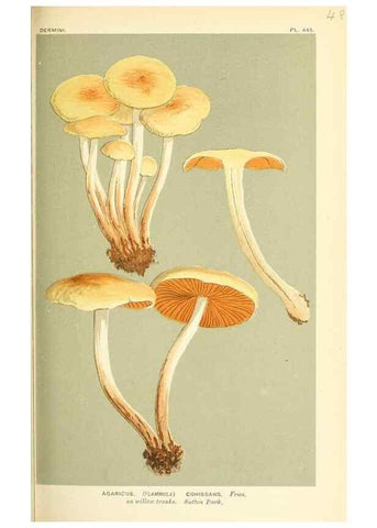 Reproducción/Reproduction 9016341260: Illustrations of British Fungi (Hymenomycetes), to serve as an atlas to the ""Handbook of British Fungi"".. LondonWilliams and Norgate1881-91
