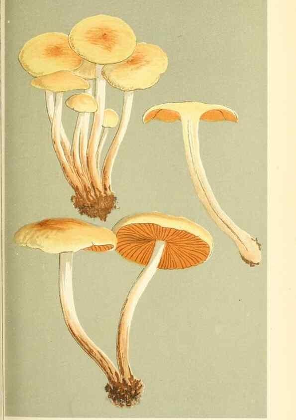 Reproducción/Reproduction 9016341260: Illustrations of British Fungi (Hymenomycetes), to serve as an atlas to the ""Handbook of British Fungi"".. LondonWilliams and Norgate1881-91
