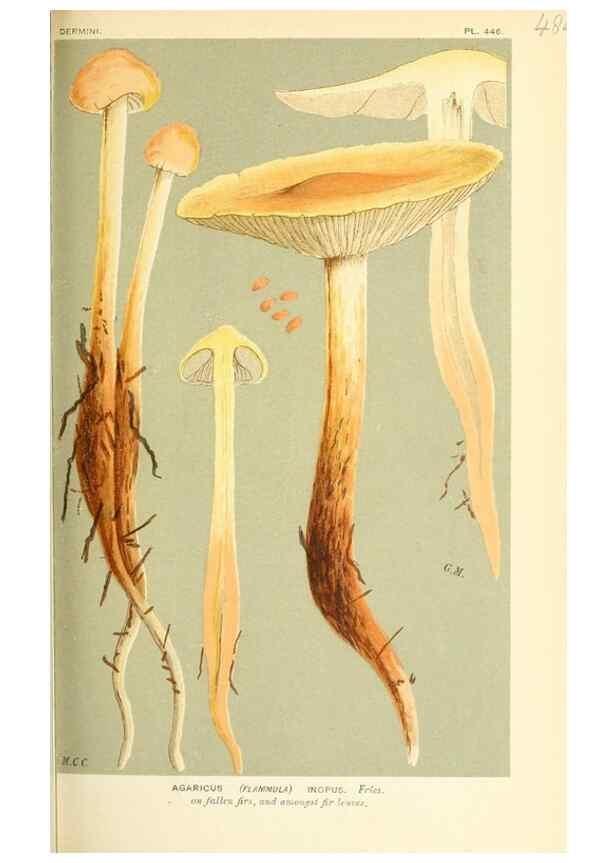 Reproducción/Reproduction 9015150749: Illustrations of British Fungi (Hymenomycetes), to serve as an atlas to the ""Handbook of British Fungi"".. LondonWilliams and Norgate1881-91