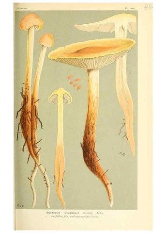 Reproducción/Reproduction 9015150749: Illustrations of British Fungi (Hymenomycetes), to serve as an atlas to the ""Handbook of British Fungi"".. LondonWilliams and Norgate1881-91