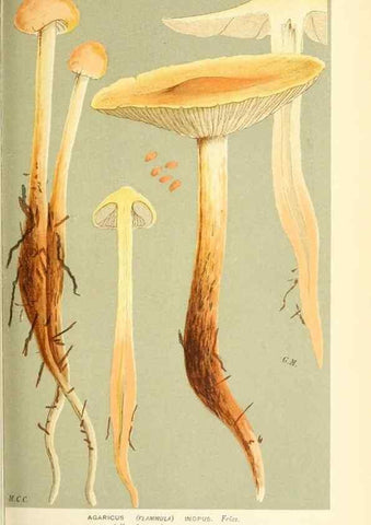 Reproducción/Reproduction 9015150749: Illustrations of British Fungi (Hymenomycetes), to serve as an atlas to the ""Handbook of British Fungi"".. LondonWilliams and Norgate1881-91