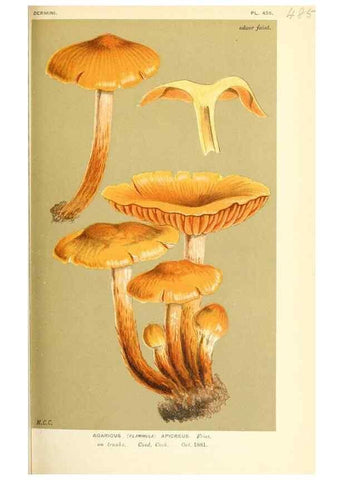 Reproducción/Reproduction 9016343622: Illustrations of British Fungi (Hymenomycetes), to serve as an atlas to the ""Handbook of British Fungi"".. LondonWilliams and Norgate1881-91
