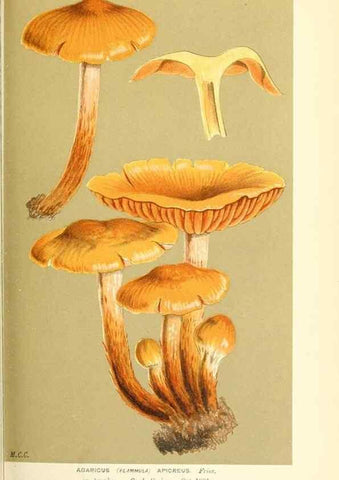 Reproducción/Reproduction 9016343622: Illustrations of British Fungi (Hymenomycetes), to serve as an atlas to the ""Handbook of British Fungi"".. LondonWilliams and Norgate1881-91