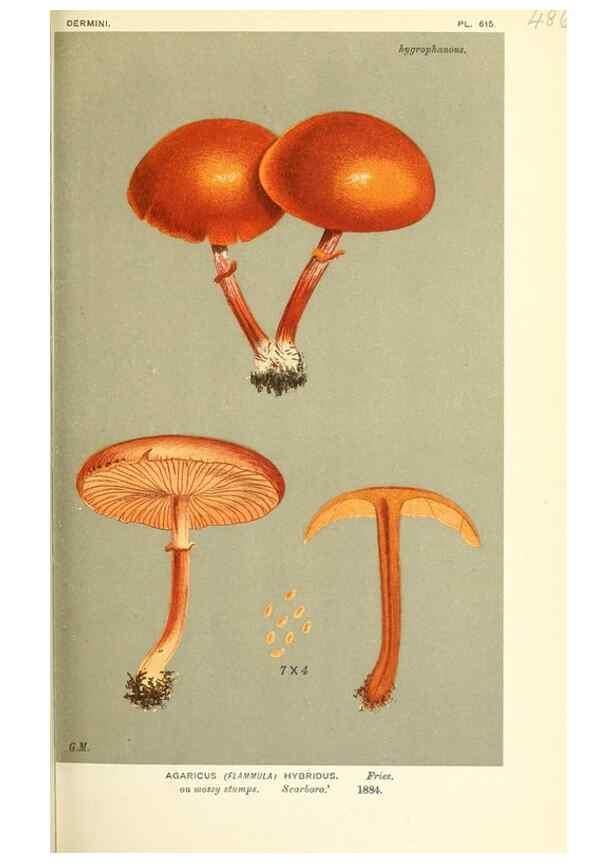 Reproducción/Reproduction 9015152895: Illustrations of British Fungi (Hymenomycetes), to serve as an atlas to the ""Handbook of British Fungi"".. LondonWilliams and Norgate1881-91