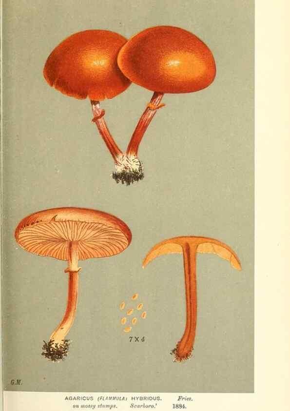 Reproducción/Reproduction 9015152895: Illustrations of British Fungi (Hymenomycetes), to serve as an atlas to the ""Handbook of British Fungi"".. LondonWilliams and Norgate1881-91