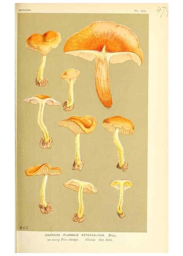 Reproducción/Reproduction 9016337166: Illustrations of British Fungi (Hymenomycetes), to serve as an atlas to the ""Handbook of British Fungi"".. LondonWilliams and Norgate1881-91