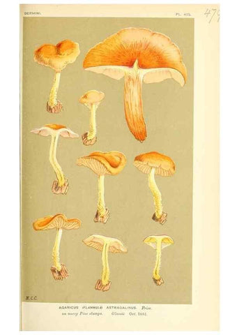 Reproducción/Reproduction 9016337166: Illustrations of British Fungi (Hymenomycetes), to serve as an atlas to the ""Handbook of British Fungi"".. LondonWilliams and Norgate1881-91