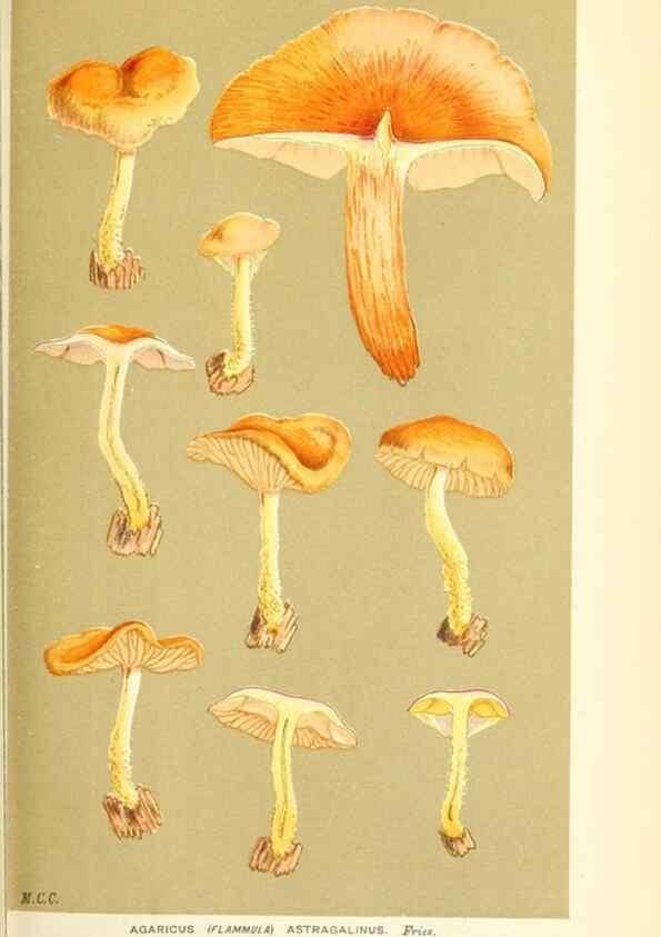 Reproducción/Reproduction 9016337166: Illustrations of British Fungi (Hymenomycetes), to serve as an atlas to the ""Handbook of British Fungi"".. LondonWilliams and Norgate1881-91