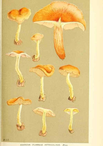 Reproducción/Reproduction 9016337166: Illustrations of British Fungi (Hymenomycetes), to serve as an atlas to the ""Handbook of British Fungi"".. LondonWilliams and Norgate1881-91