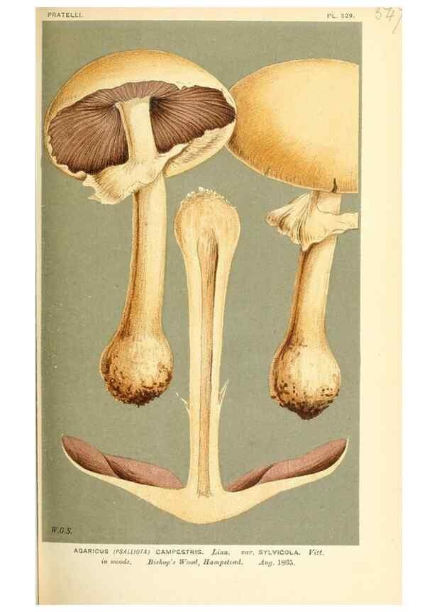 Reproducción/Reproduction 9015250385: Illustrations of British Fungi (Hymenomycetes), to serve as an atlas to the ""Handbook of British Fungi"".. LondonWilliams and Norgate1881-91