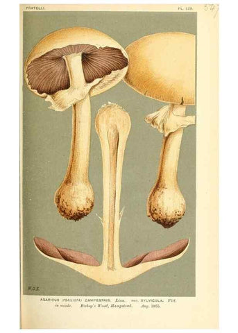 Reproducción/Reproduction 9015250385: Illustrations of British Fungi (Hymenomycetes), to serve as an atlas to the ""Handbook of British Fungi"".. LondonWilliams and Norgate1881-91