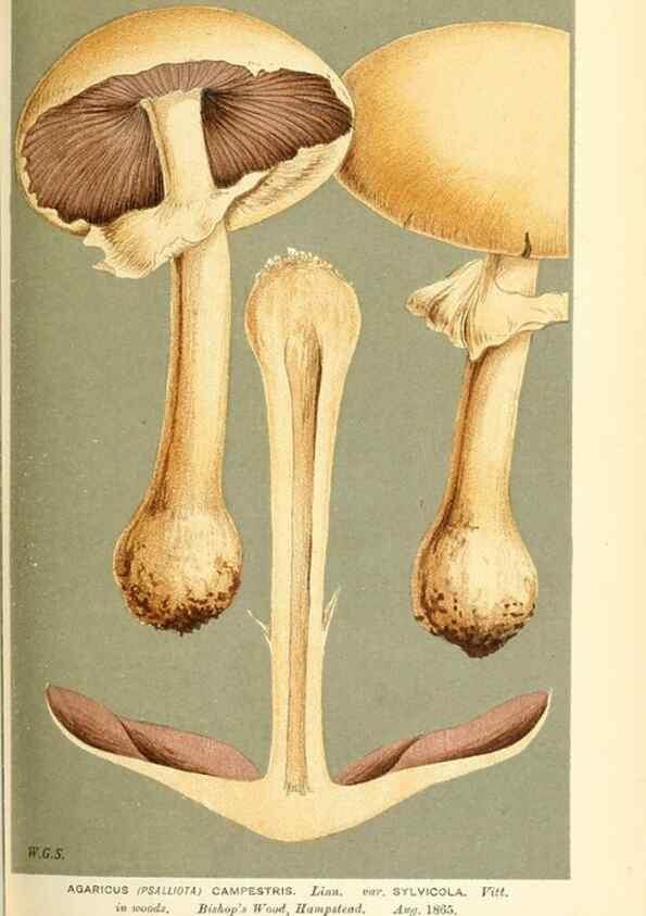 Reproducción/Reproduction 9015250385: Illustrations of British Fungi (Hymenomycetes), to serve as an atlas to the ""Handbook of British Fungi"".. LondonWilliams and Norgate1881-91